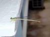 Ceriagrion sp.